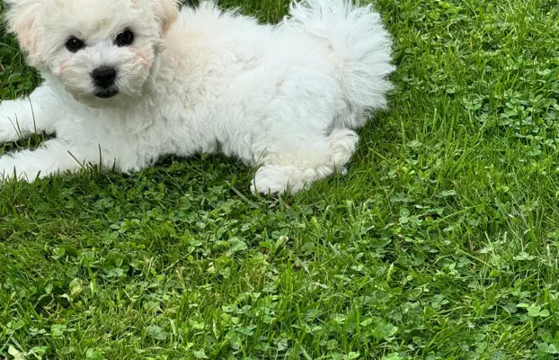 Bichon frise po MultiChampionie, 6