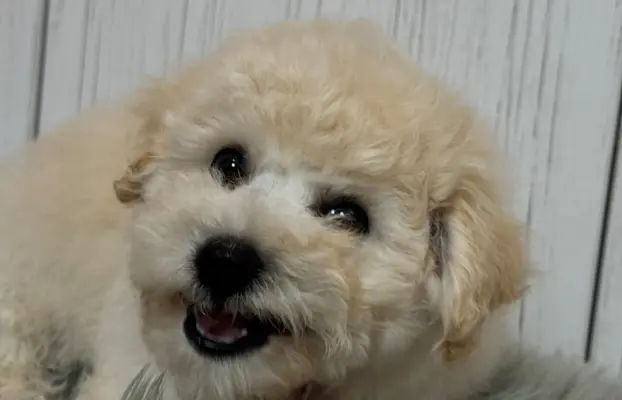 Bichon frise po MultiChampionie, 9