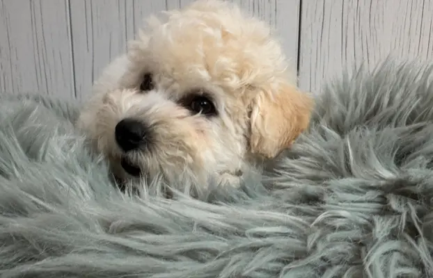 Bichon frise po MultiChampionie, 10