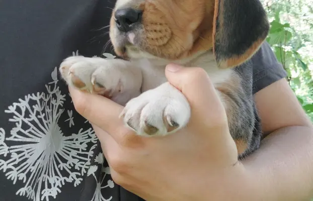 Szczeniaki beagle do rezerwacji 3