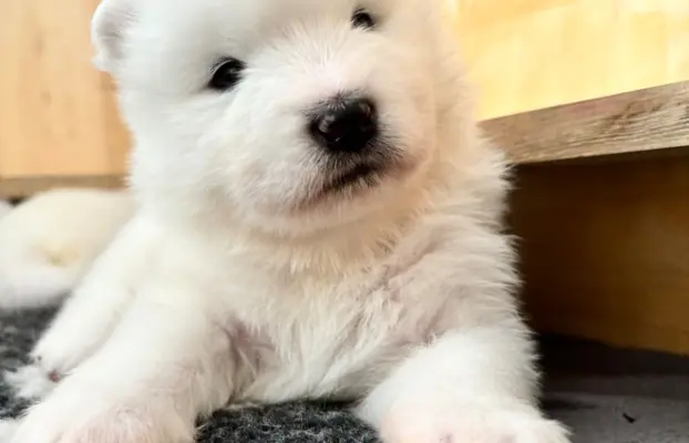 Szczeniaki Samoyed Epic Smile FCI 5