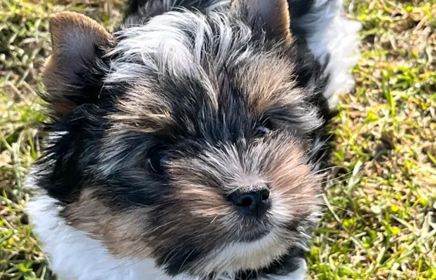 Biewer Yorkshire Teriier 6