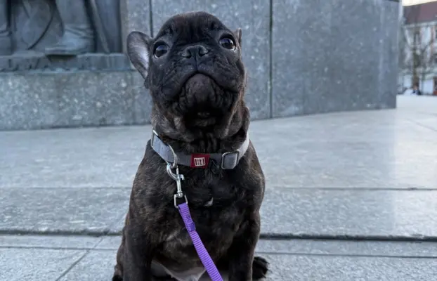 Szczenię Buldog Francuski samiec 3