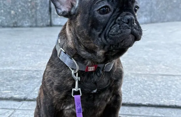 Szczenię Buldog Francuski samiec 1