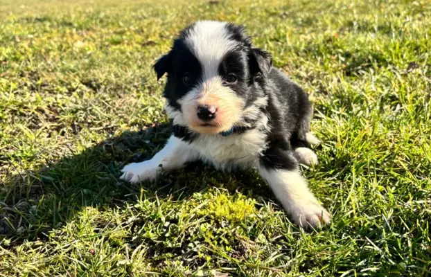 Szczeniaczki border collie do odbioru 6
