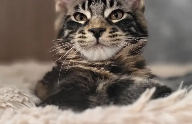 Kocurek Maine Coon, rodowód FPL/Fife 6