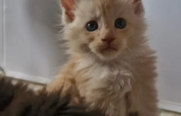 Kocur Maine Coon FPL FIFE 1