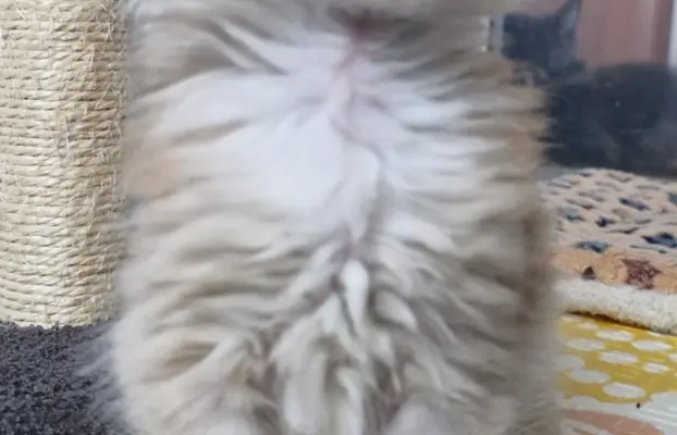 Kocur Maine Coon FPL FIFE 3
