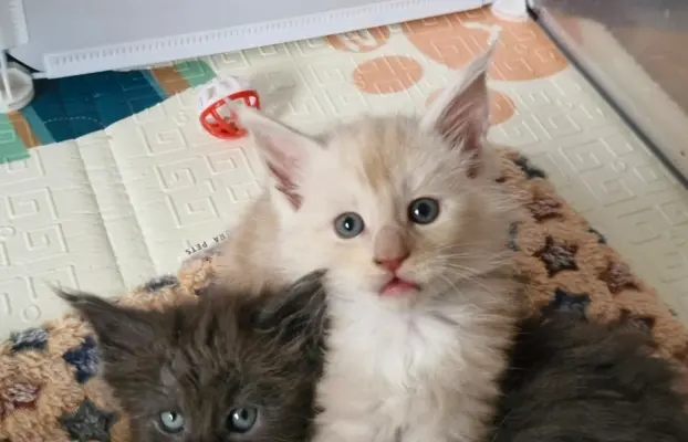 Kocur Maine Coon FPL FIFE 4
