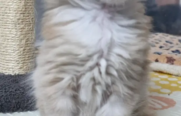 Kocur Maine Coon FPL FIFE 5