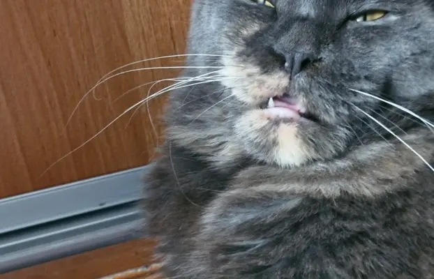 Kocur Maine Coon FPL FIFE 8