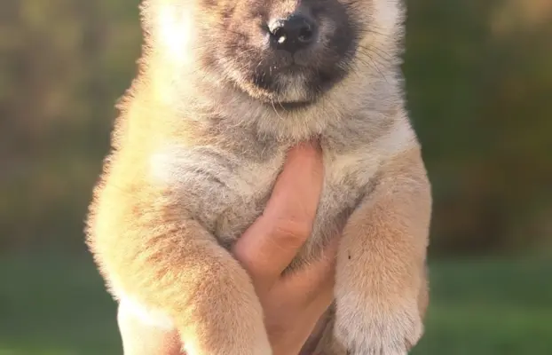 Dostępne do rezerwacji szczeniaczki Shiba Inu ZKWP 3