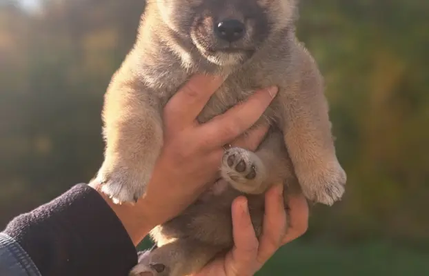 Dostępne do rezerwacji szczeniaczki Shiba Inu ZKWP 4