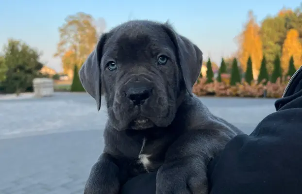 Cane Corso szczeniaki maści błękitnej ur. 06.09.2024 9