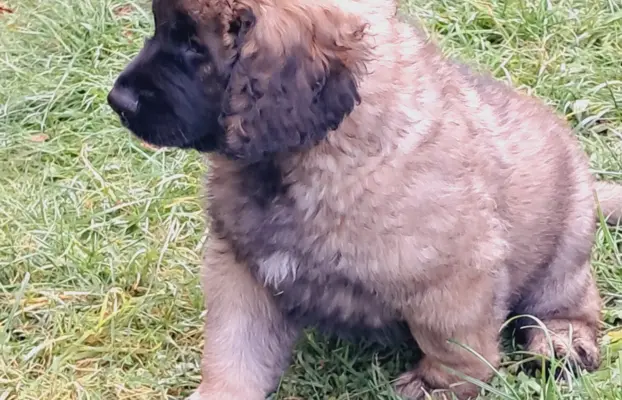 Leonberger szczeniaki 2