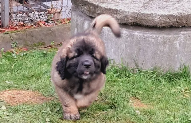 Leonberger szczeniaki 3