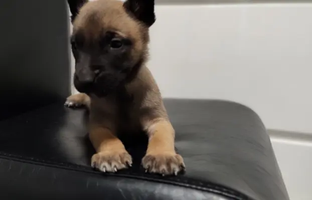 Owczarek Belgijski Malinois Szczeniaki 1