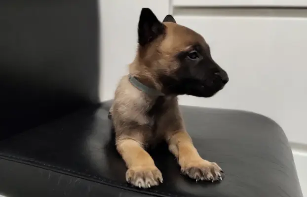 Owczarek Belgijski Malinois Szczeniaki 2