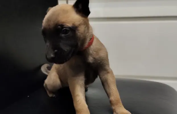 Owczarek Belgijski Malinois Szczeniaki 3