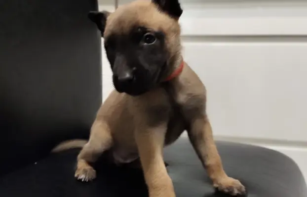 Owczarek Belgijski Malinois Szczeniaki 4