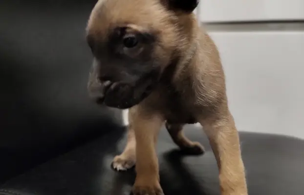 Owczarek Belgijski Malinois Szczeniaki 5