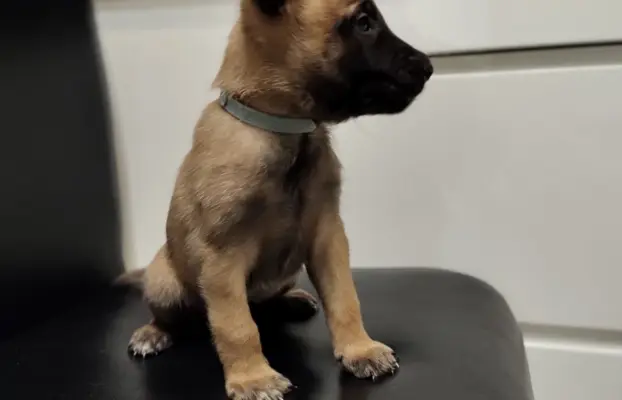 Owczarek Belgijski Malinois Szczeniaki 6