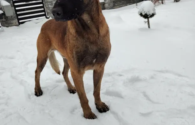 Owczarek Belgijski Malinois Szczeniaki 7