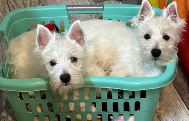 Piękne suczki West highland white terrier 3