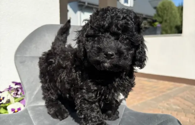 Cockapoo - pudel miniaturowy 1