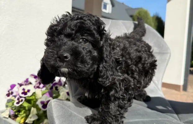 Cockapoo - pudel miniaturowy 2