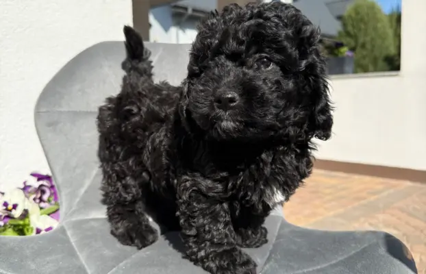 Cockapoo - pudel miniaturowy 3