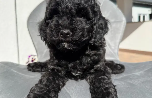Cockapoo - pudel miniaturowy 5