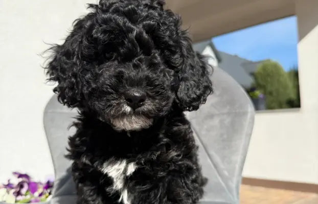 Cockapoo - pudel miniaturowy 6