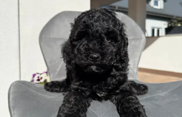 Cockapoo - pudel miniaturowy 7