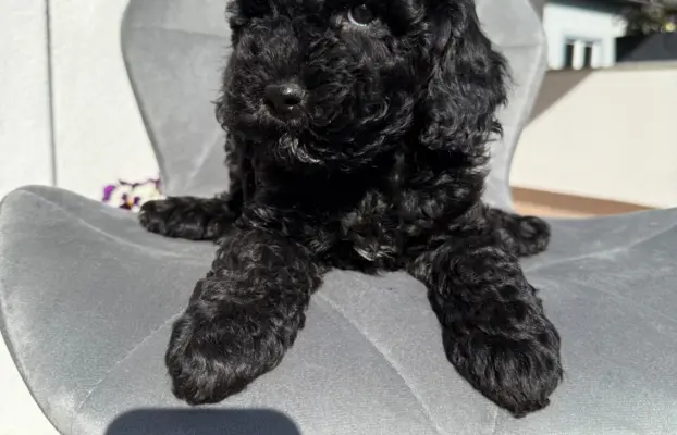 Cockapoo - pudel miniaturowy 8