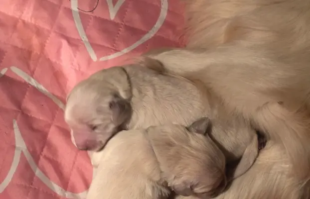 New litter 5