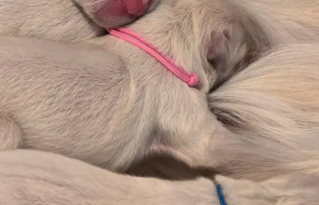 New litter 7