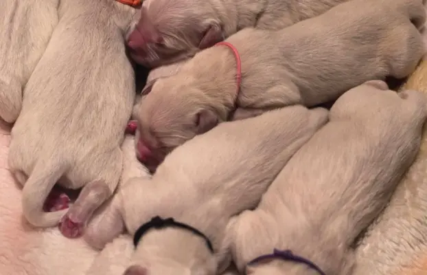 New litter 8
