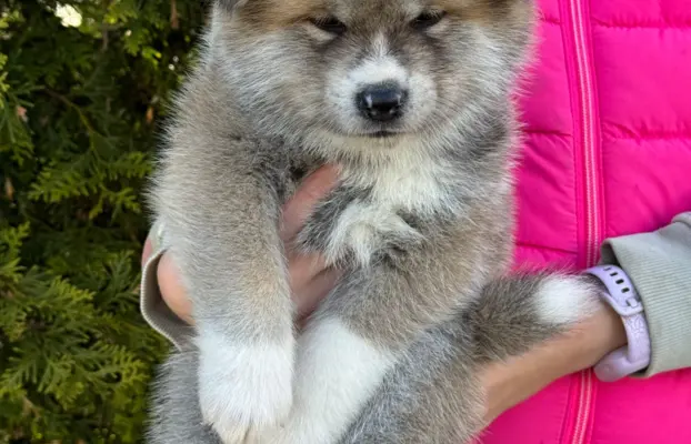 Akita Inu akita japońska szczenięta zkwp 8
