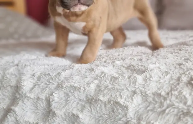 American Bully Pocket suczka 3