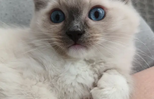 Kocięta Ragdoll FPL/FiFE 4