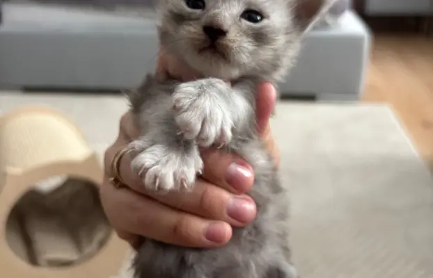 Piękne kocięta Maine Coon po przebadanych rodzicach 2