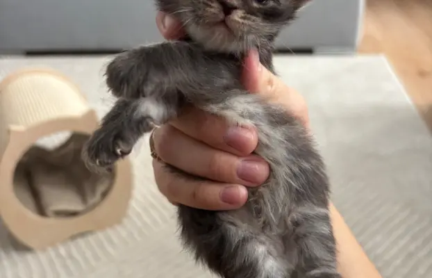 Piękne kocięta Maine Coon po przebadanych rodzicach 3