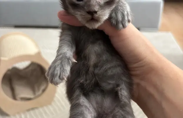 Piękne kocięta Maine Coon po przebadanych rodzicach 5