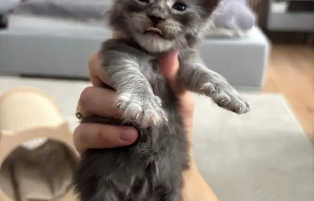 Piękne kocięta Maine Coon po przebadanych rodzicach 6
