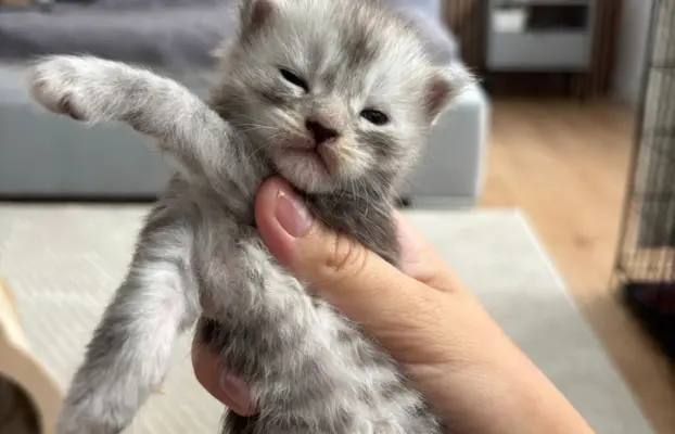 Piękne kocięta Maine Coon po przebadanych rodzicach 4