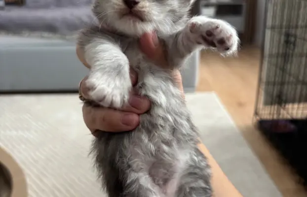 Piękne kocięta Maine Coon po przebadanych rodzicach 1