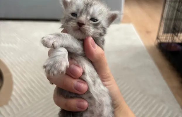 Piękne kocięta Maine Coon po przebadanych rodzicach 7