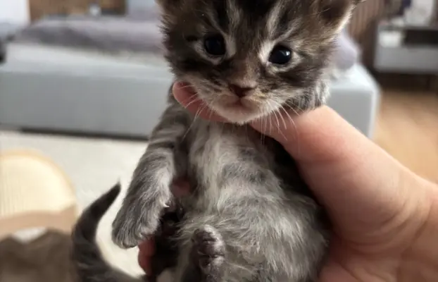 Piękne kocięta Maine Coon po przebadanych rodzicach 8