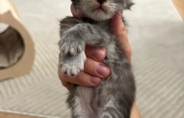 Piękne kocięta Maine Coon po przebadanych rodzicach 9